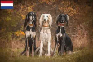 Lee más sobre el artículo Criadores de salukis y cachorros en los Países Bajos