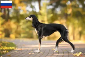 Lee más sobre el artículo Criadores de salukis y cachorros en Rusia