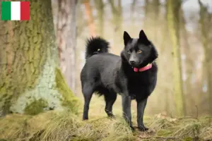 Lee más sobre el artículo Criadores y cachorros de Schipperke en Italia