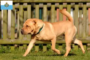 Lee más sobre el artículo Criadores de Shar-Pei y cachorros en San Marino