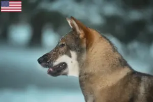 Lee más sobre el artículo Criadores de Shikoku y cachorros en EE.UU.