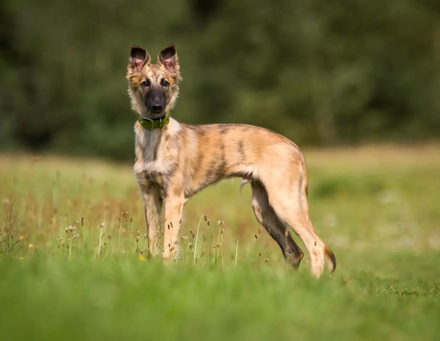 Comprar un cachorro de Silken Windsprite significa asumir responsabilidades. Comprar cachorros Silken Windsprite.