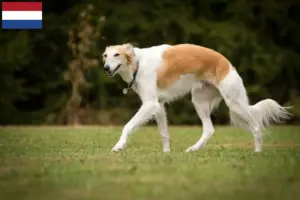 Lee más sobre el artículo Criadores y cachorros de Silken Windsprite en los Países Bajos