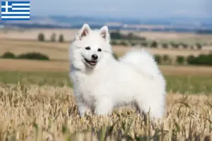 Lee más sobre el artículo Criadores de Spitz y cachorros en Grecia