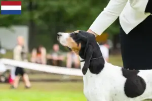 Lee más sobre el artículo Criadores de sabuesos suizos y cachorros en los Países Bajos