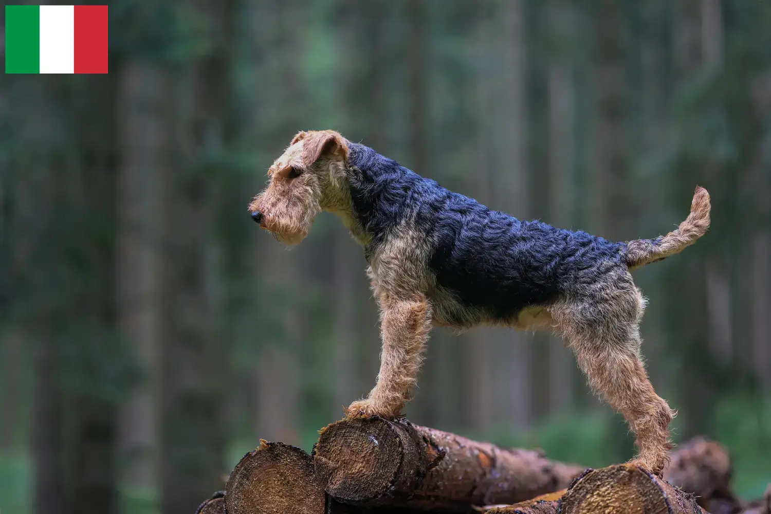 Lee más sobre el artículo Criadores y cachorros de Welsh Terrier en Italia