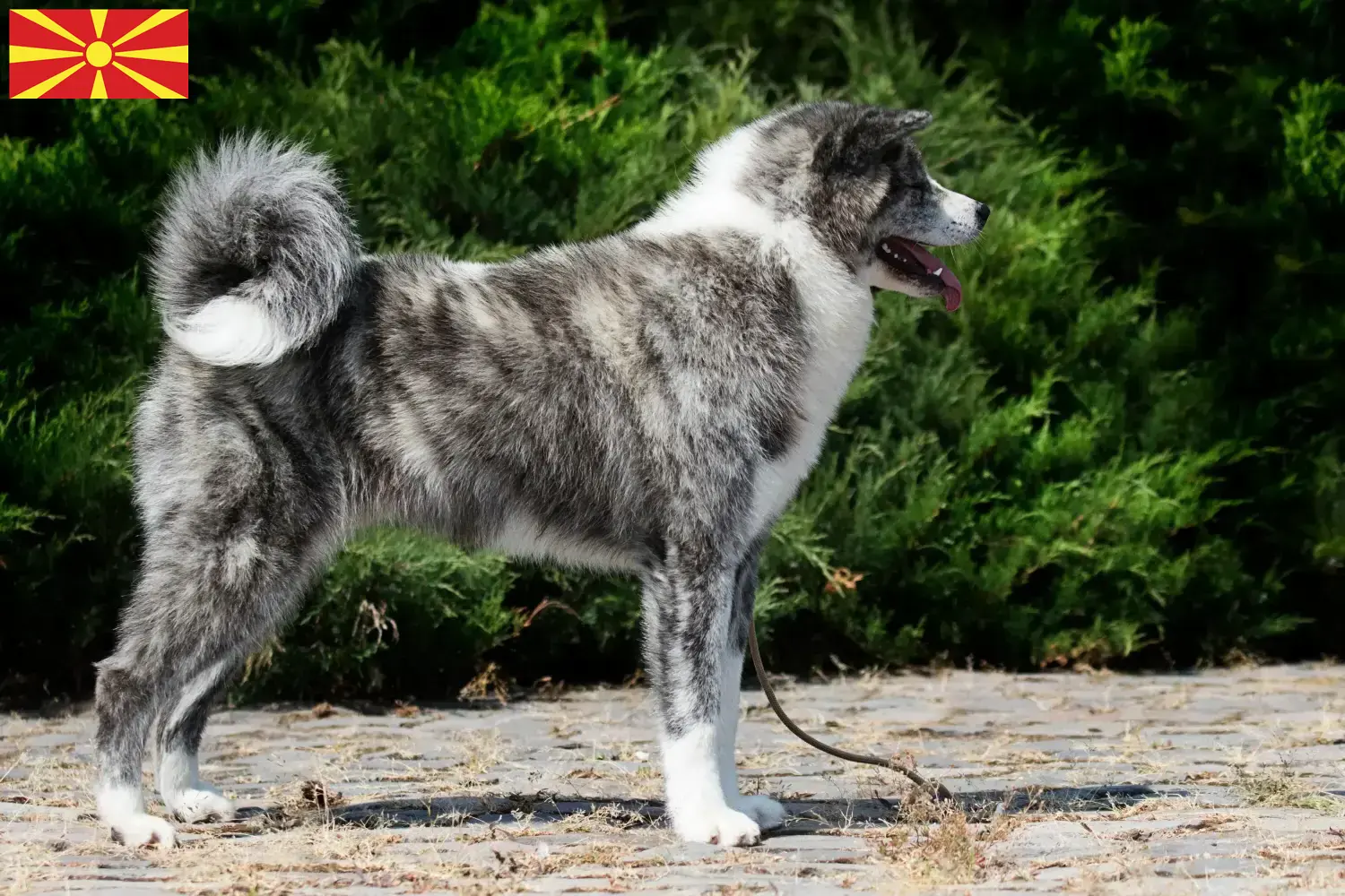 Lee más sobre el artículo Criadores de Akita y cachorros en Macedonia del Norte