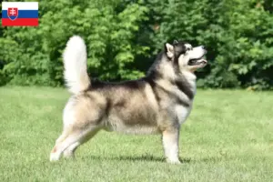Lee más sobre el artículo Criadores y cachorros de Alaskan Malamute en Eslovaquia