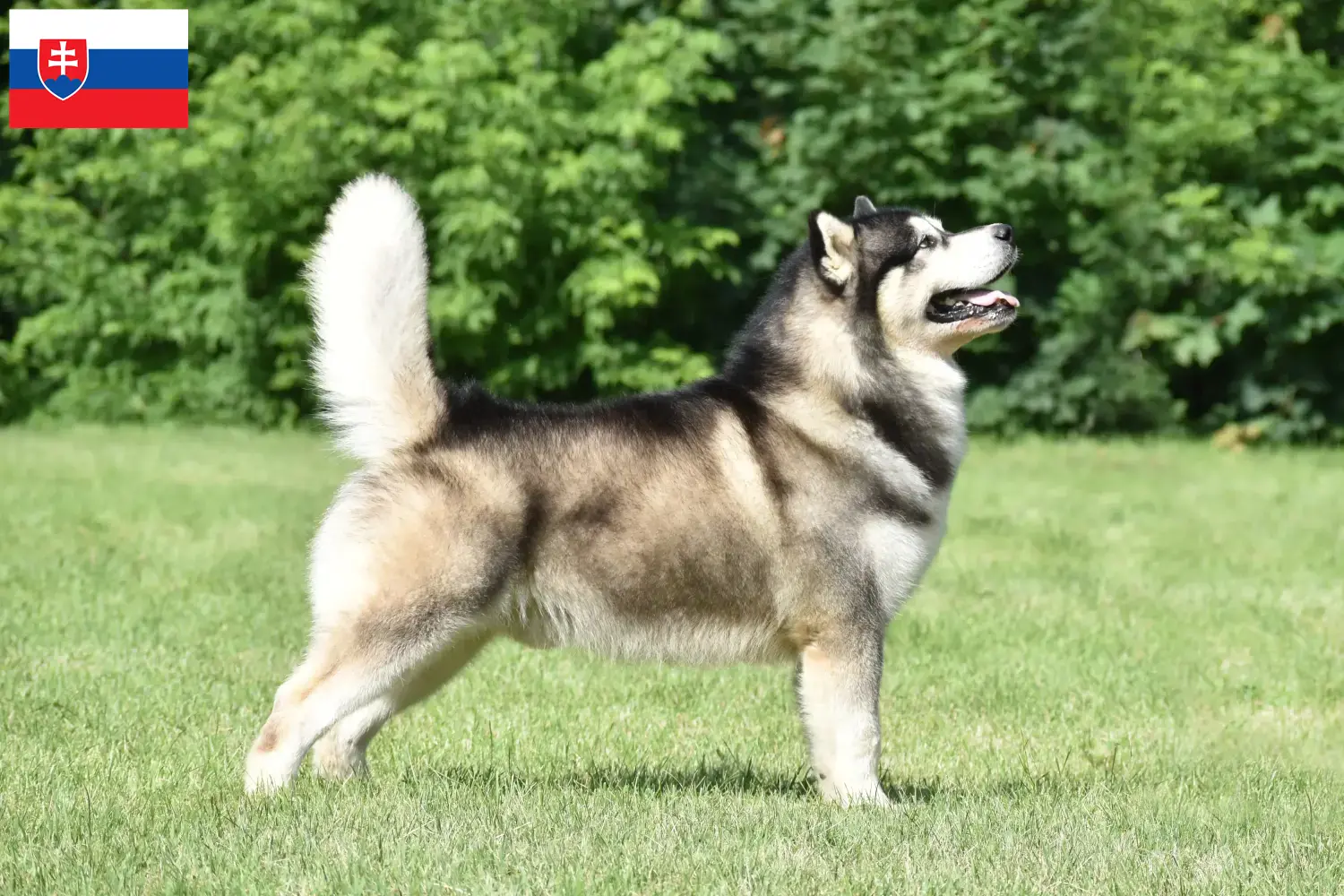 Lee más sobre el artículo Criadores y cachorros de Alaskan Malamute en Eslovaquia