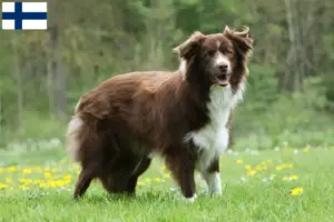 Lee más sobre el artículo Criadores de Border Collie y cachorros en Finlandia