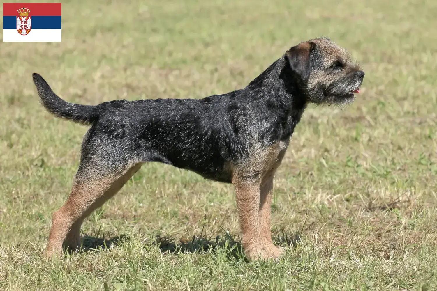 Lee más sobre el artículo Criadores y cachorros de Border Terrier en Serbia