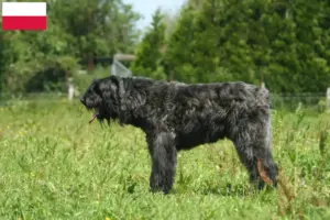 Lee más sobre el artículo Criadores y cachorros de Bouvier des Flandres en Polonia