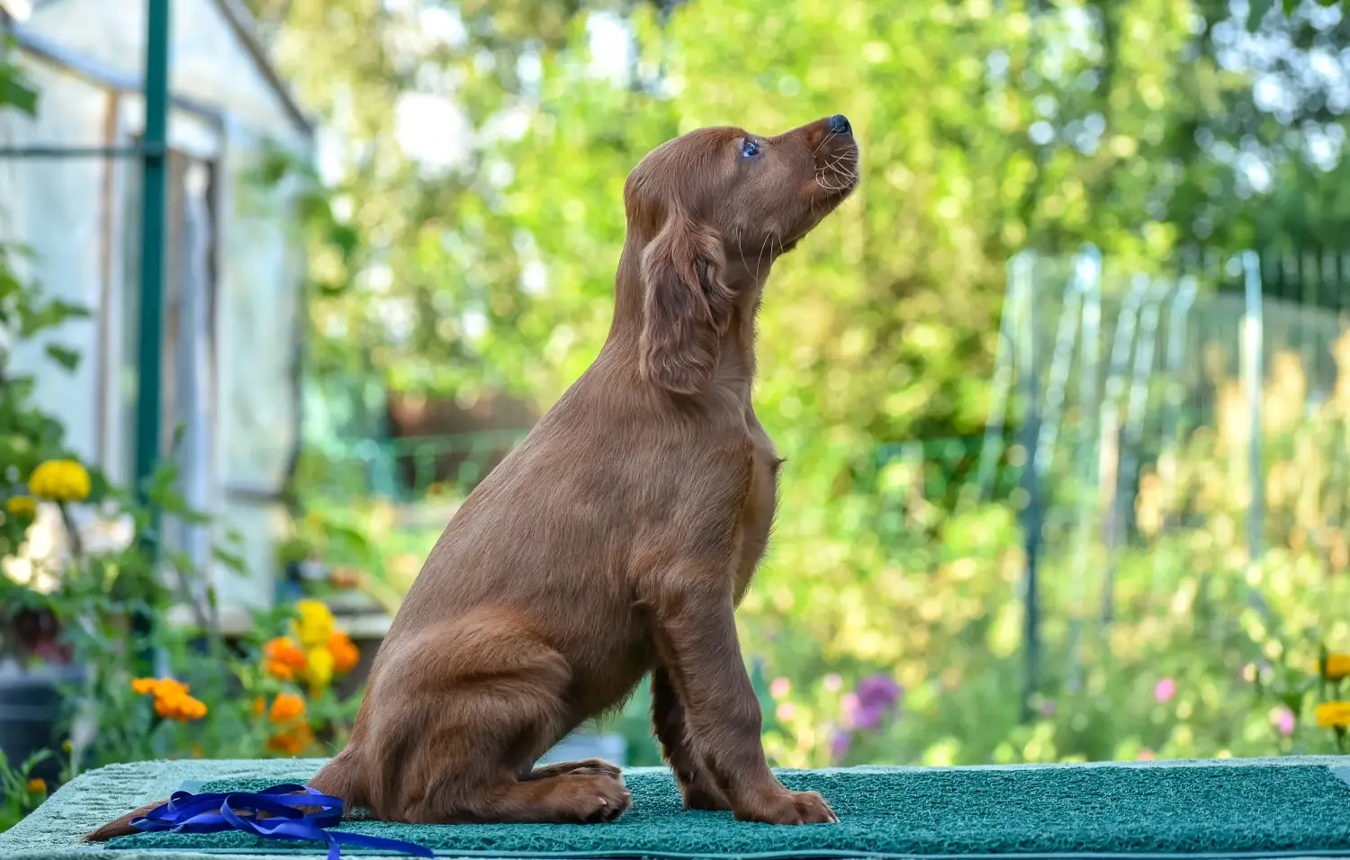 Comprar un cachorro de Setter Irlandés Rojo significa asumir responsabilidades. Comprar cachorros de Setter Irlandés Rojo.