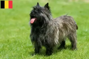 Lee más sobre el artículo Criadores de Cairn Terrier y cachorros en Bélgica
