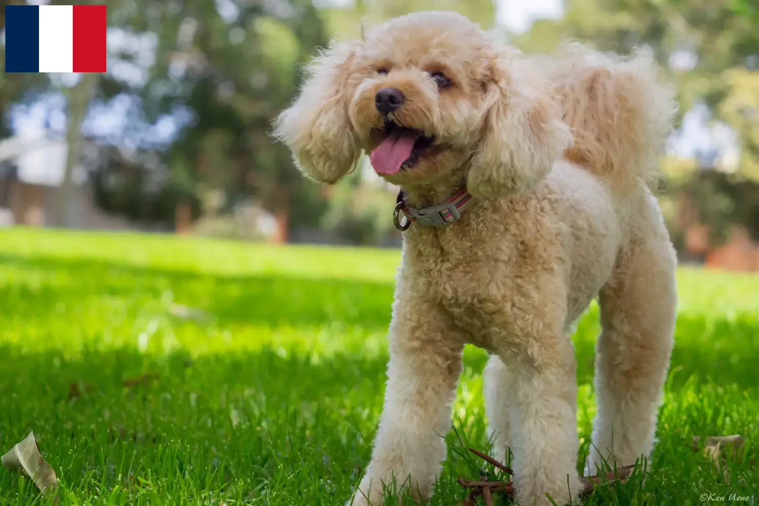 Lee más sobre el artículo Criadores y cachorros de Cavoodle en Francia
