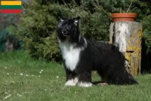 Lee más sobre el artículo Criadores de Perro Crestado Chino y cachorros en Lituania