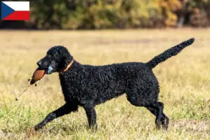 Lee más sobre el artículo Criadores de Curly Coated Retriever y cachorros en la República Checa