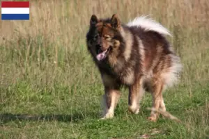 Lee más sobre el artículo Criadores de Eurasier y cachorros en los Países Bajos