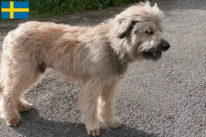 Lee más sobre el artículo Gos d’Atura Catalá criadores y cachorros en Suecia