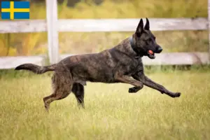 Lee más sobre el artículo Hollandse Herdershond criadores y cachorros en Suecia