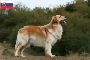 Lee más sobre el artículo Criadores de Hovawart y cachorros en Eslovaquia