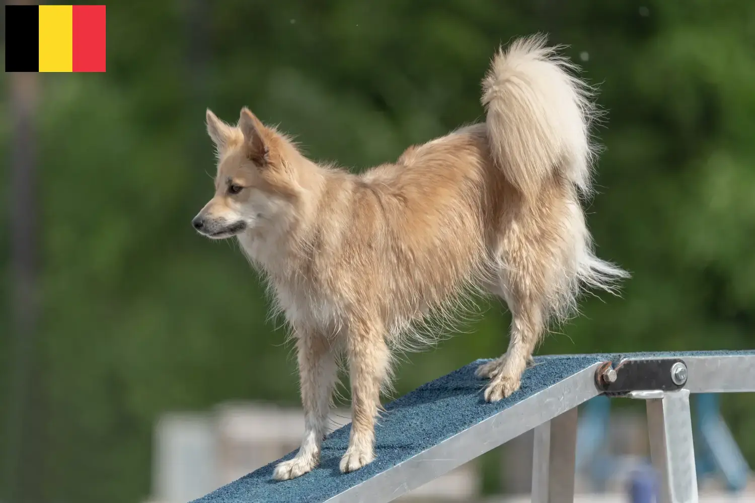 Lee más sobre el artículo Criadores de perros y cachorros islandeses en Bélgica