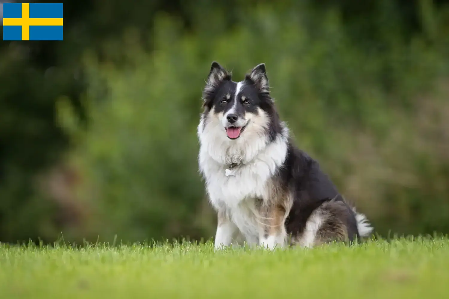 Lee más sobre el artículo Criadores de perros y cachorros islandeses en Suecia