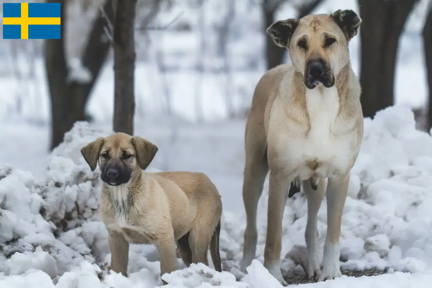 Lee más sobre el artículo Criadores y cachorros de Kangal en Suecia