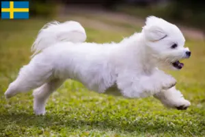 Lee más sobre el artículo Criadores y cachorros de maltés en Suecia