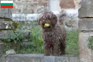 Lee más sobre el artículo Perro de Agua Español criadores y cachorros en Bulgaria
