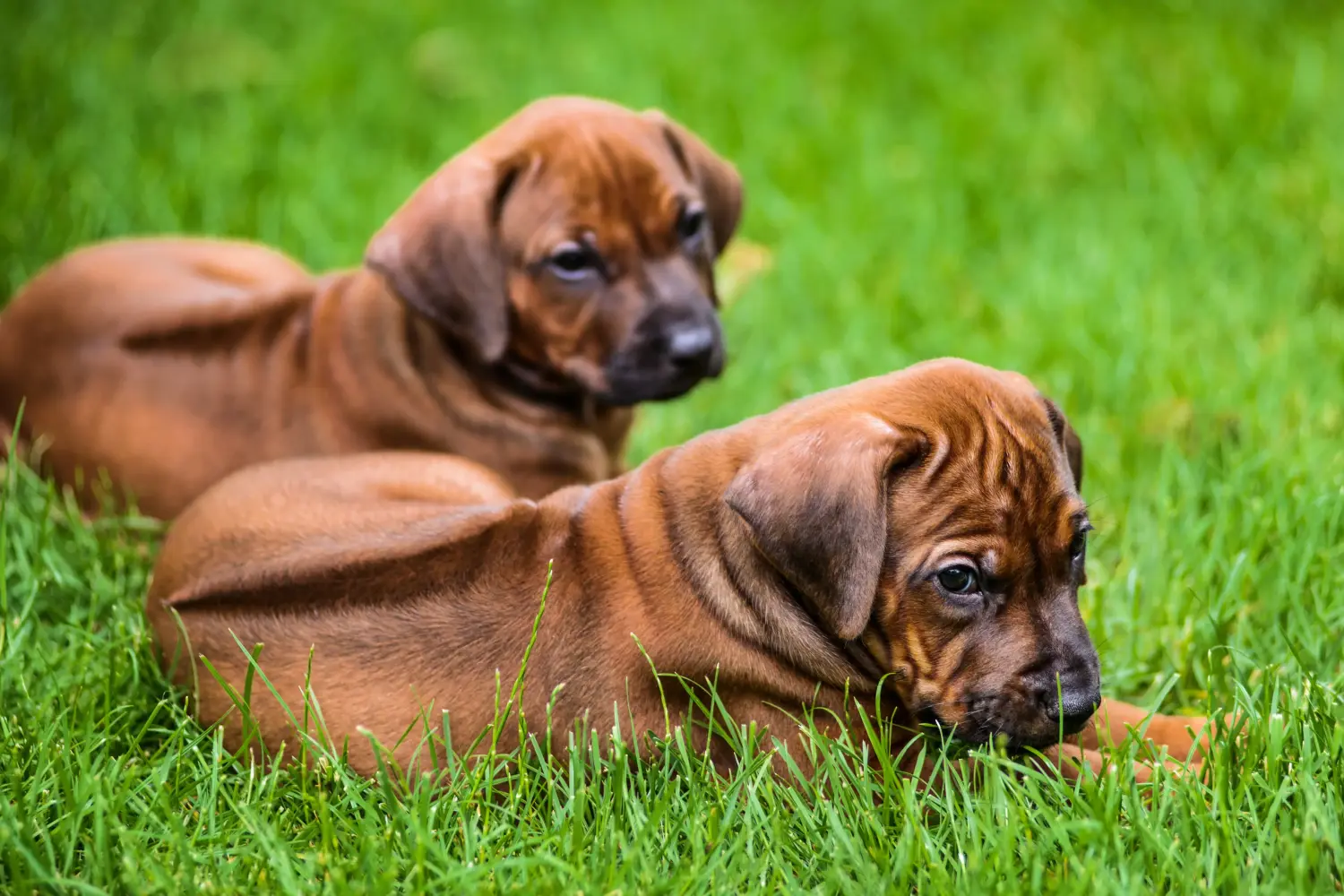 Comprar un cachorro de Rhodesian Ridgeback significa asumir responsabilidades. Comprar cachorros de Rhodesian Ridgeback.