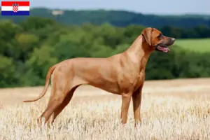 Lee más sobre el artículo Criadores y cachorros de Rhodesian Ridgeback en Croacia