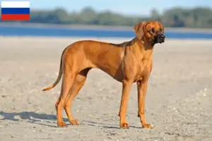 Lee más sobre el artículo Criadores y cachorros de Rhodesian Ridgeback en Rusia