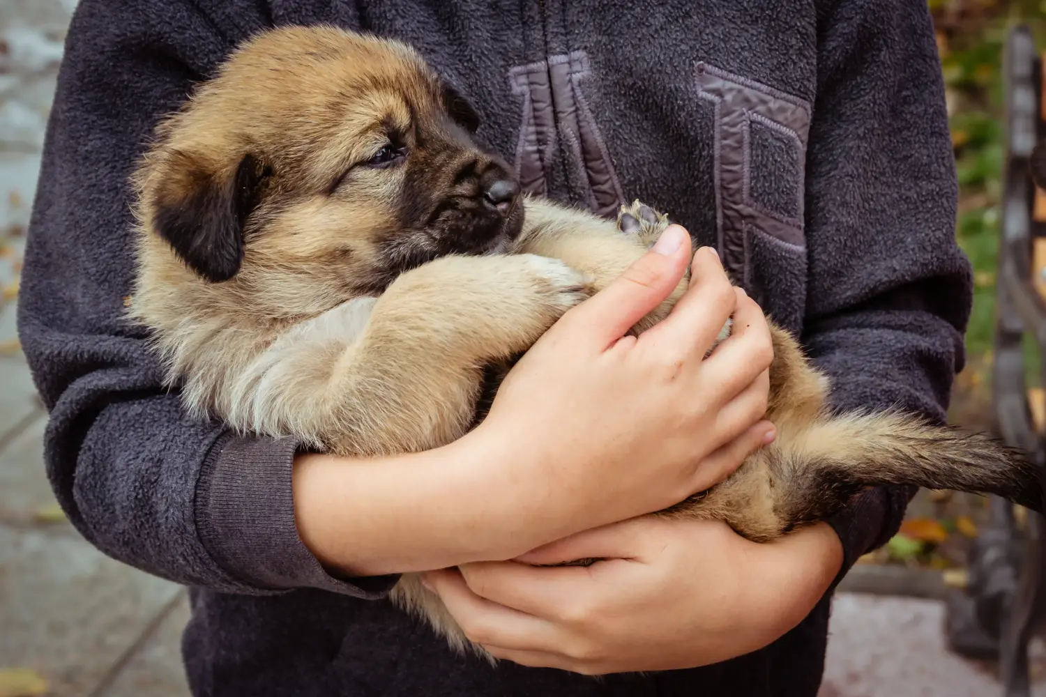 Comprar un cachorro de Šarplaninac significa asumir responsabilidades. Comprar cachorros Šarplaninac.