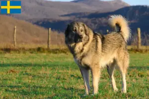 Lee más sobre el artículo Šarplaninac criadores y cachorros en Suecia