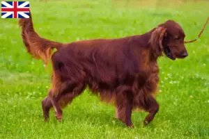 Lee más sobre el artículo Criadores y cachorros de Setter Irlandés Rojo en Gran Bretaña