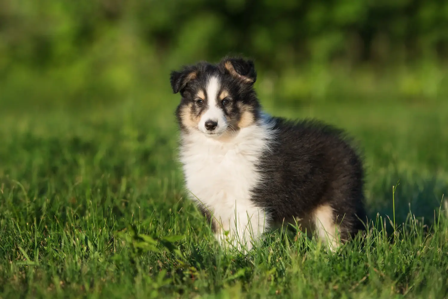 Comprar un cachorro de Sheltie significa asumir responsabilidades. Comprar cachorros Sheltie.