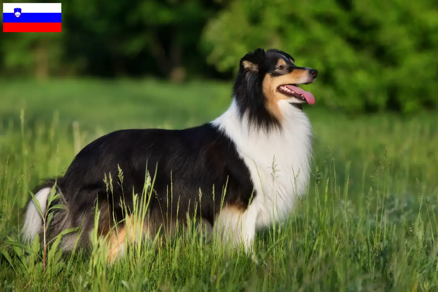 Lee más sobre el artículo Criadores de Sheltie y cachorros en Eslovenia