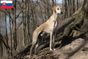 Lee más sobre el artículo Criadores de Sloughi y cachorros en Eslovaquia