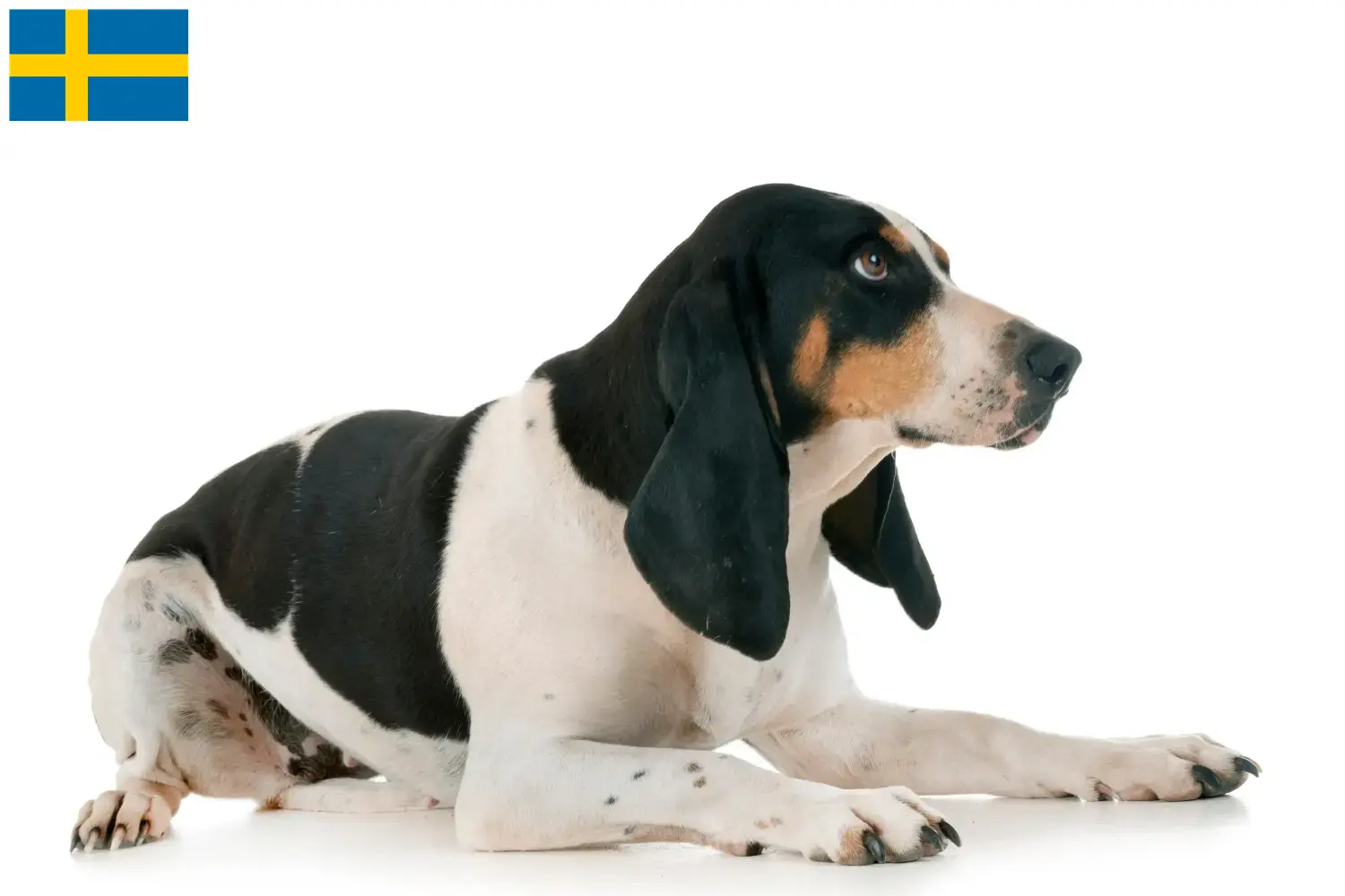 Lee más sobre el artículo Criadores de perros suizos de raid y cachorros en Suecia