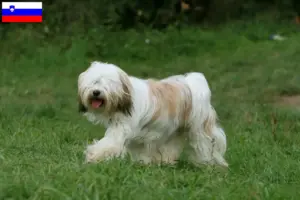 Lee más sobre el artículo Criadores de Terrier Tibetano y cachorros en Eslovenia