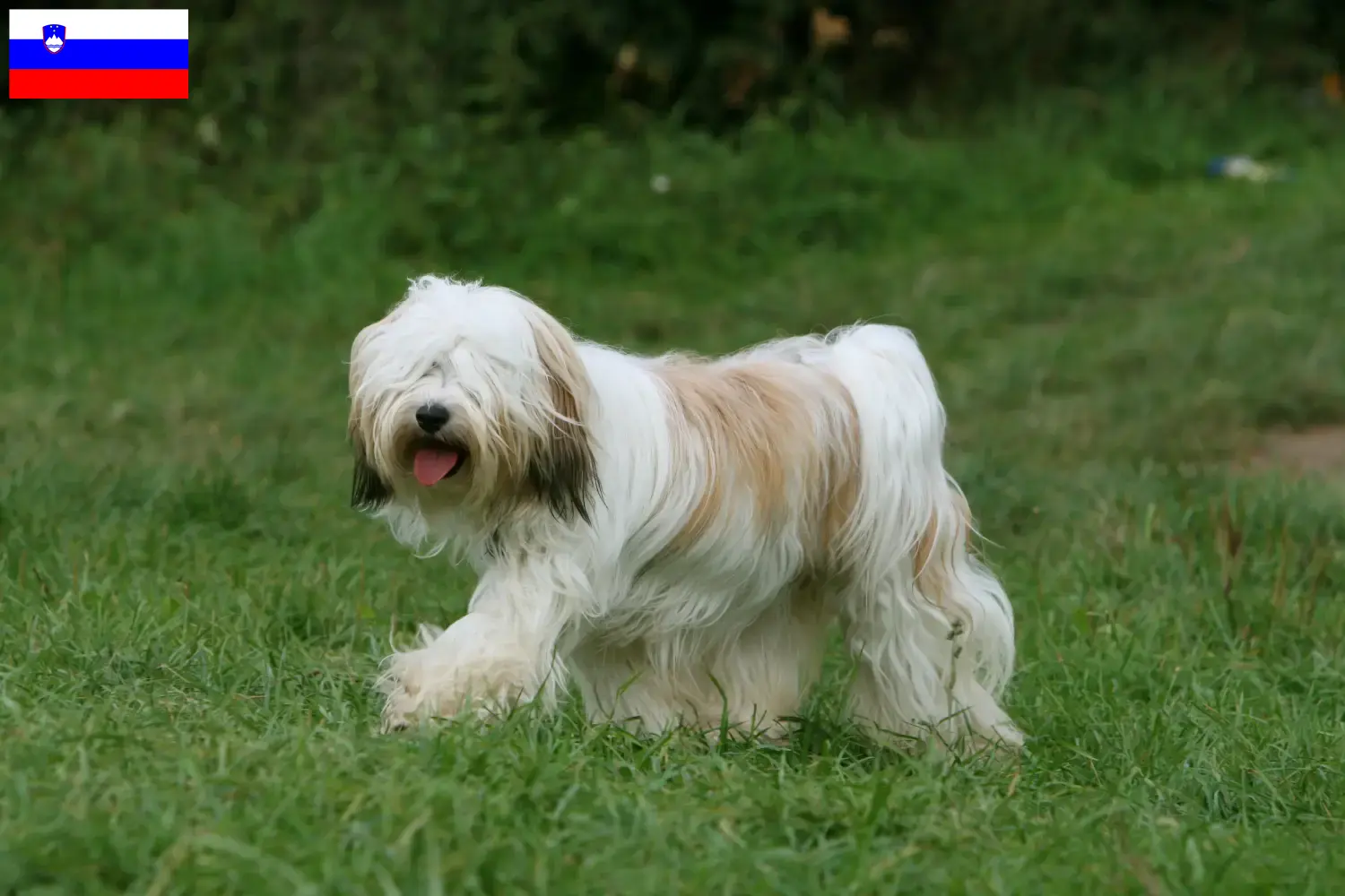 Lee más sobre el artículo Criadores de Terrier Tibetano y cachorros en Eslovenia