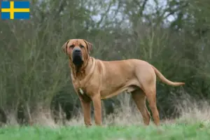 Lee más sobre el artículo Criadores de Tosa y cachorros en Suecia