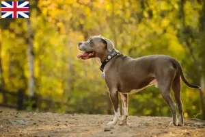 Lee más sobre el artículo Criadores y cachorros de American Pit Bull Terrier en el Reino Unido