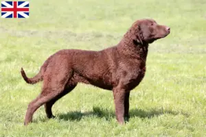 Lee más sobre el artículo Criadores de Chesapeake Bay Retriever y cachorros en Gran Bretaña