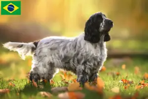 Lee más sobre el artículo Criadores de Cocker Spaniel Inglés y cachorros en Brasil