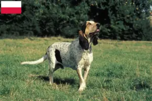 Lee más sobre el artículo Criadores y cachorros de Gascon Saintongeois en Polonia