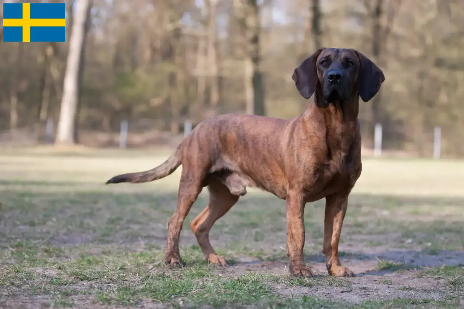 Lee más sobre el artículo Hannoveriano Soldador Criador de Perros y Cachorros en Suecia