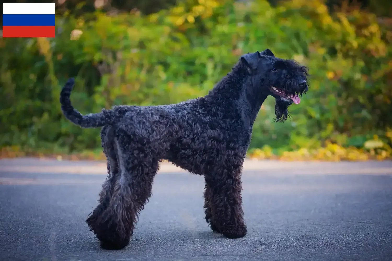 Lee más sobre el artículo Criadores y cachorros de Kerry Blue Terrier en Rusia