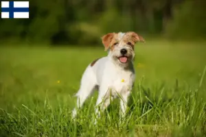 Lee más sobre el artículo Criadores y cachorros de Kromfohrländer en Finlandia